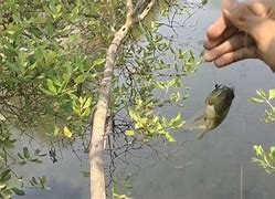 Trik Nembak Ikan Yang Benar